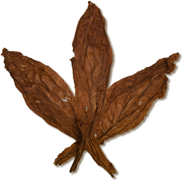 Indian Burley Tobacco